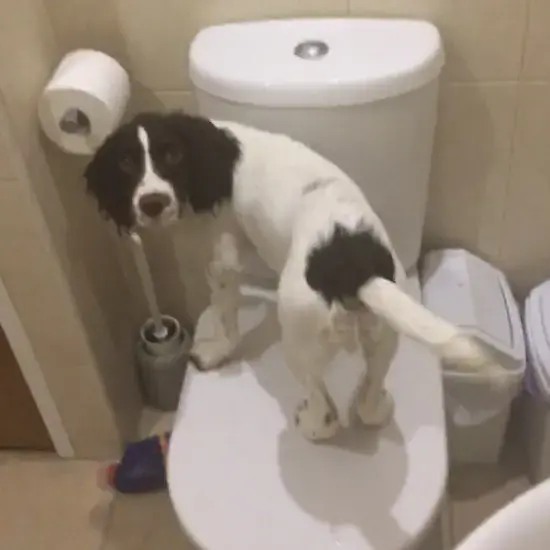 English Springer Spaniel