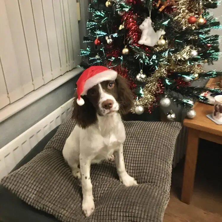 English Springer Spaniel