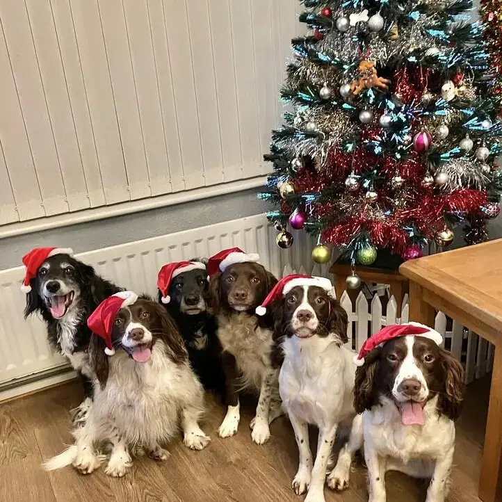 English Springer Spaniel