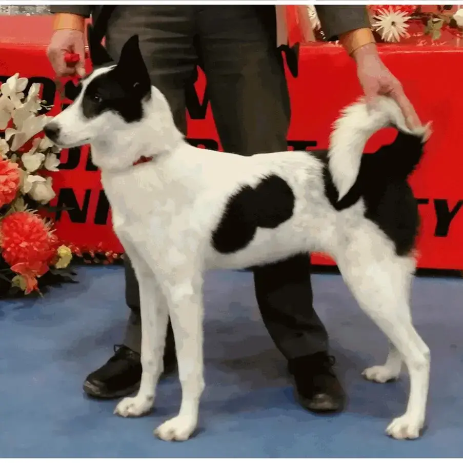 Canaan Dog
