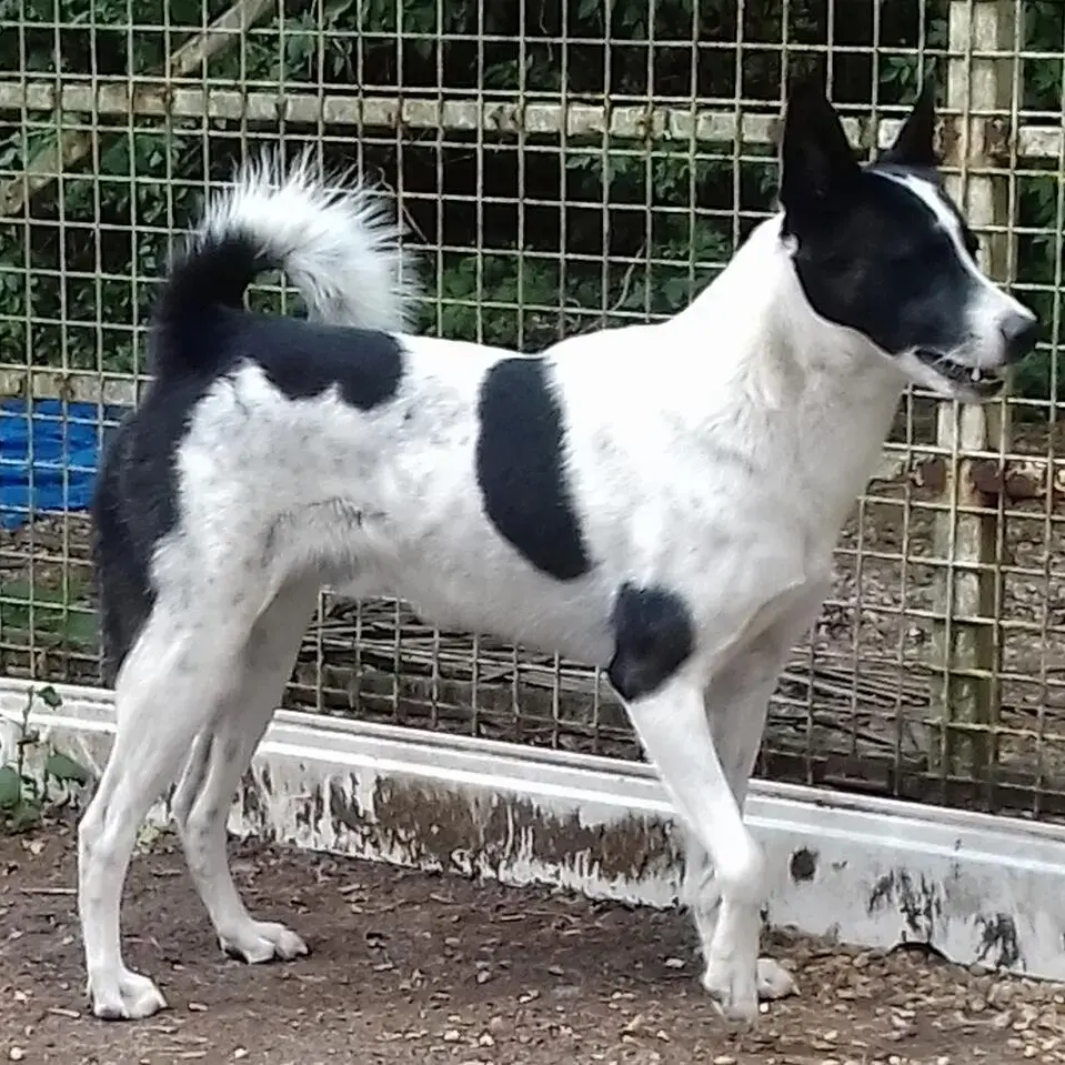 Canaan Dog