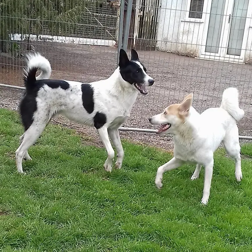 Canaan Dog