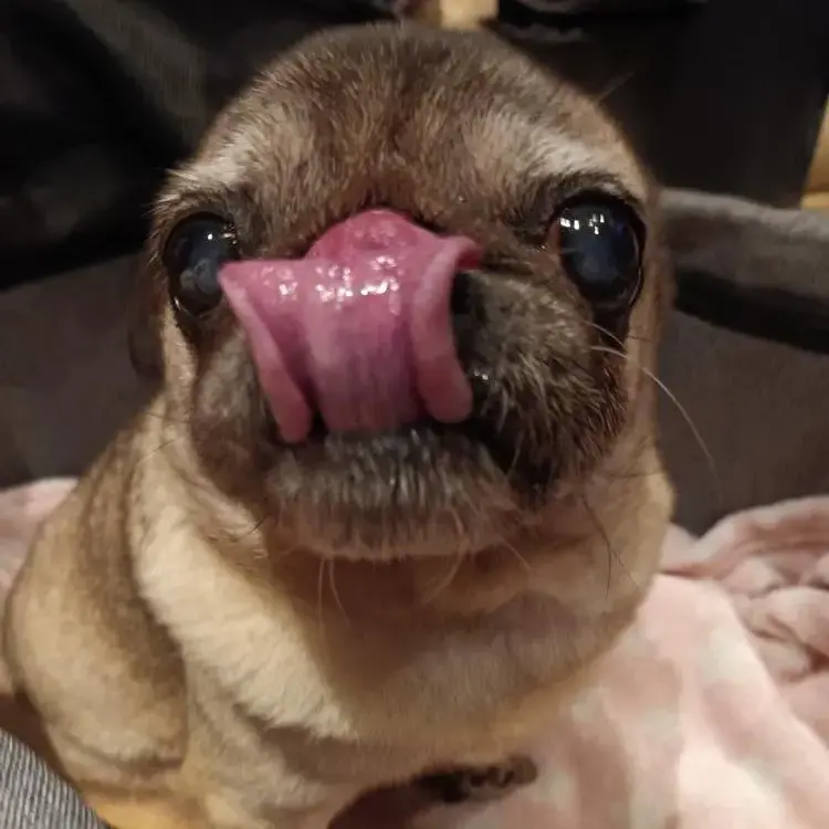 Pug