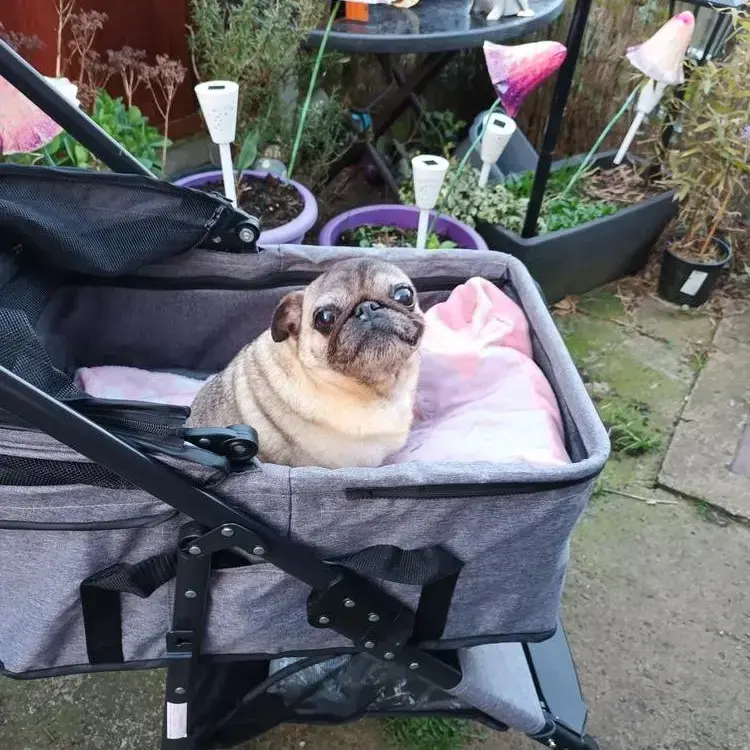 Pug