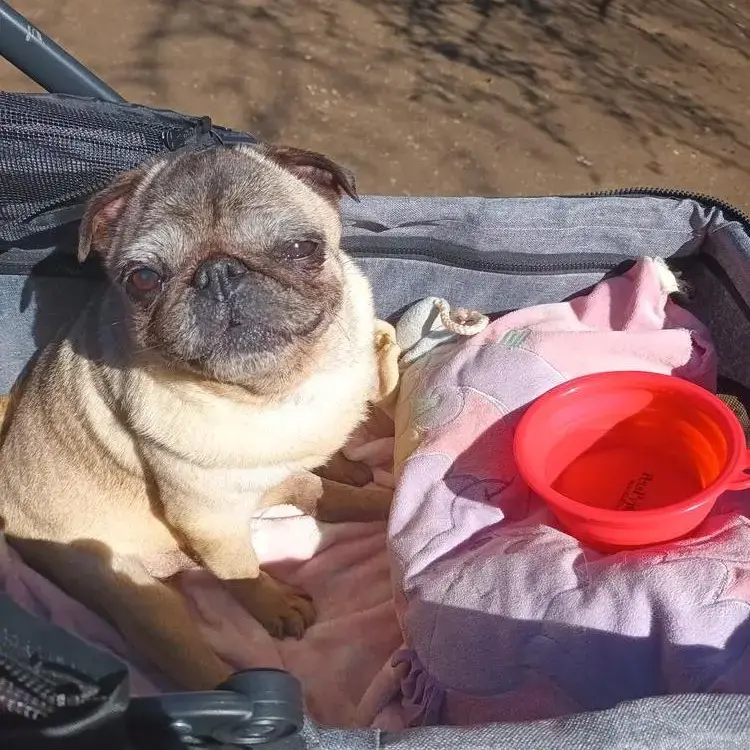 Pug