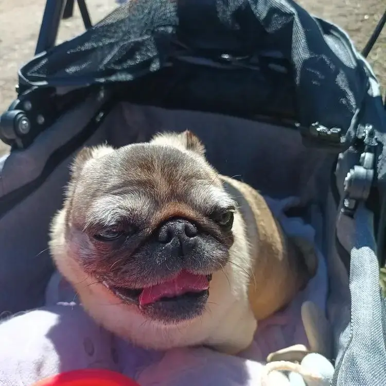 Pug