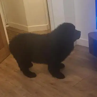 Newfoundland
