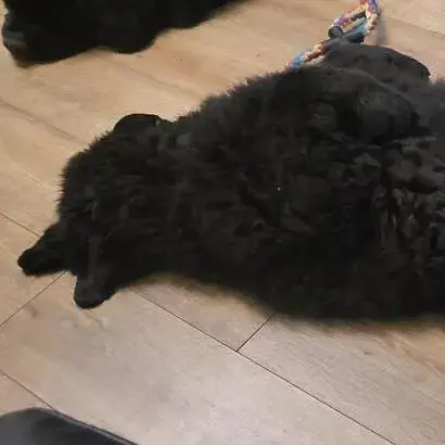 Newfoundland