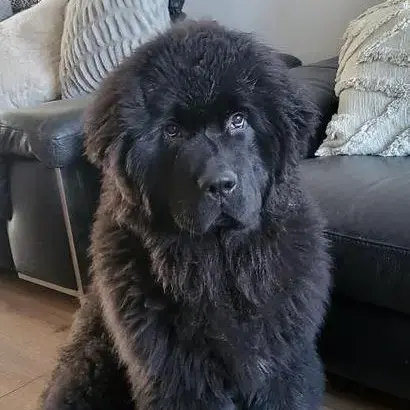Newfoundland