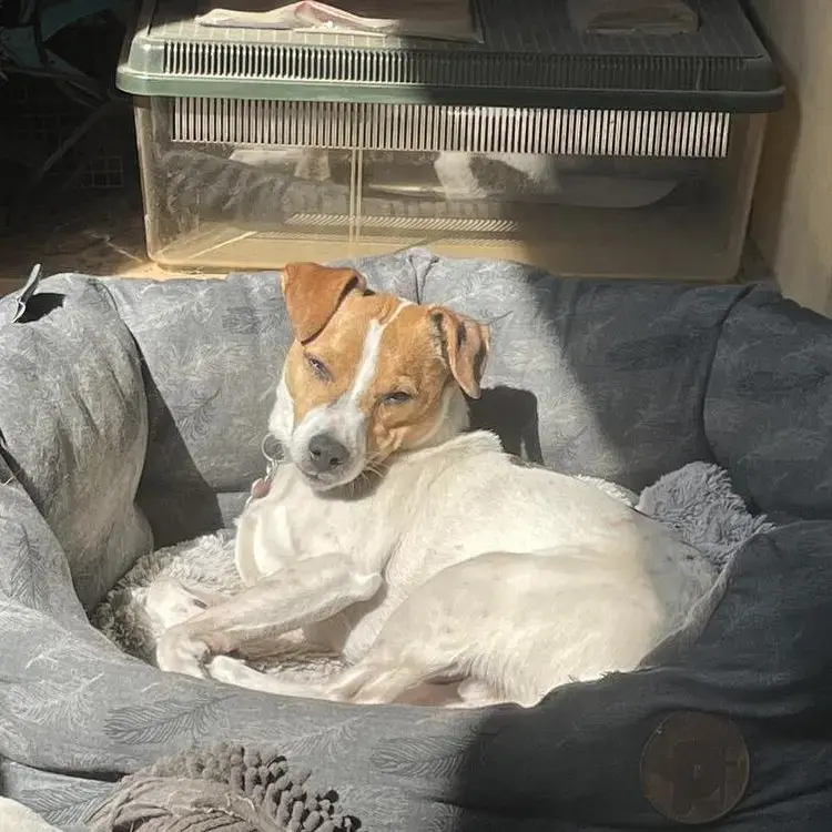 Parson Russell Terrier