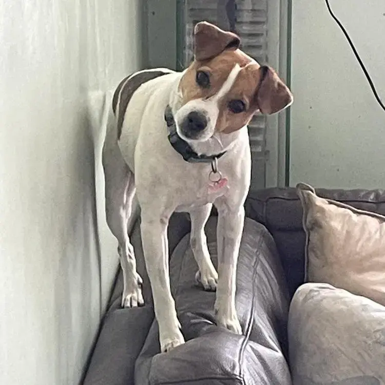 Parson Russell Terrier