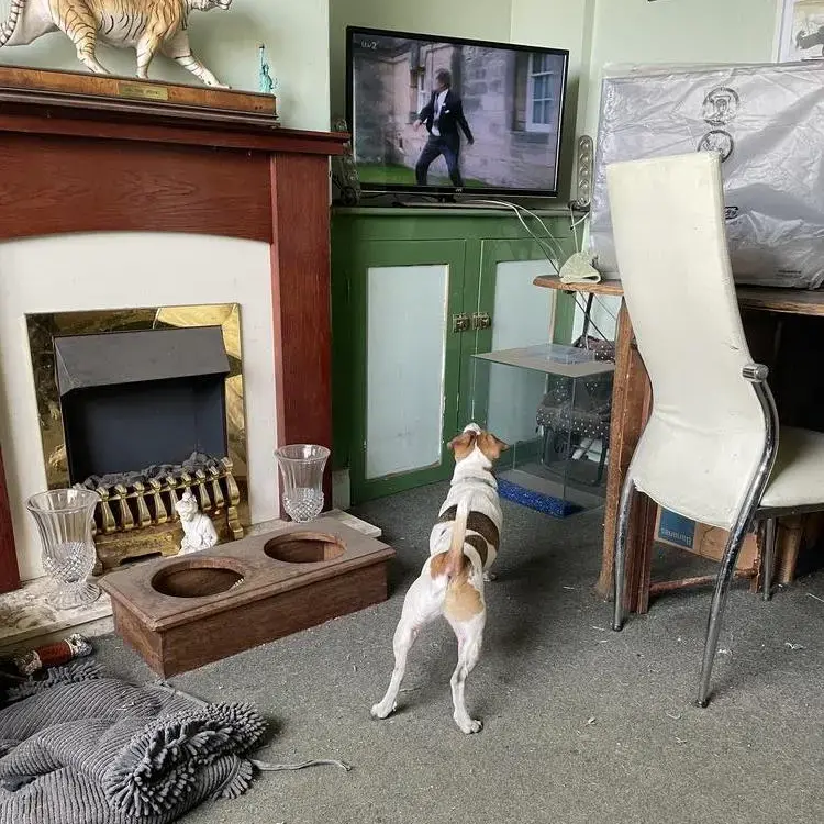 Parson Russell Terrier