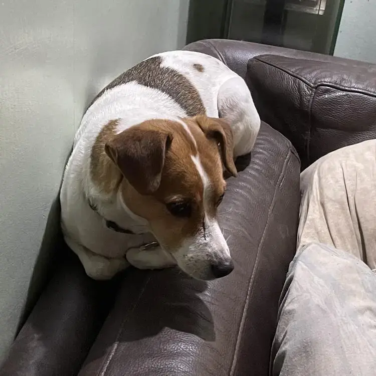 Parson Russell Terrier