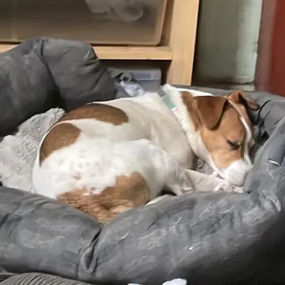 Parson Russell Terrier