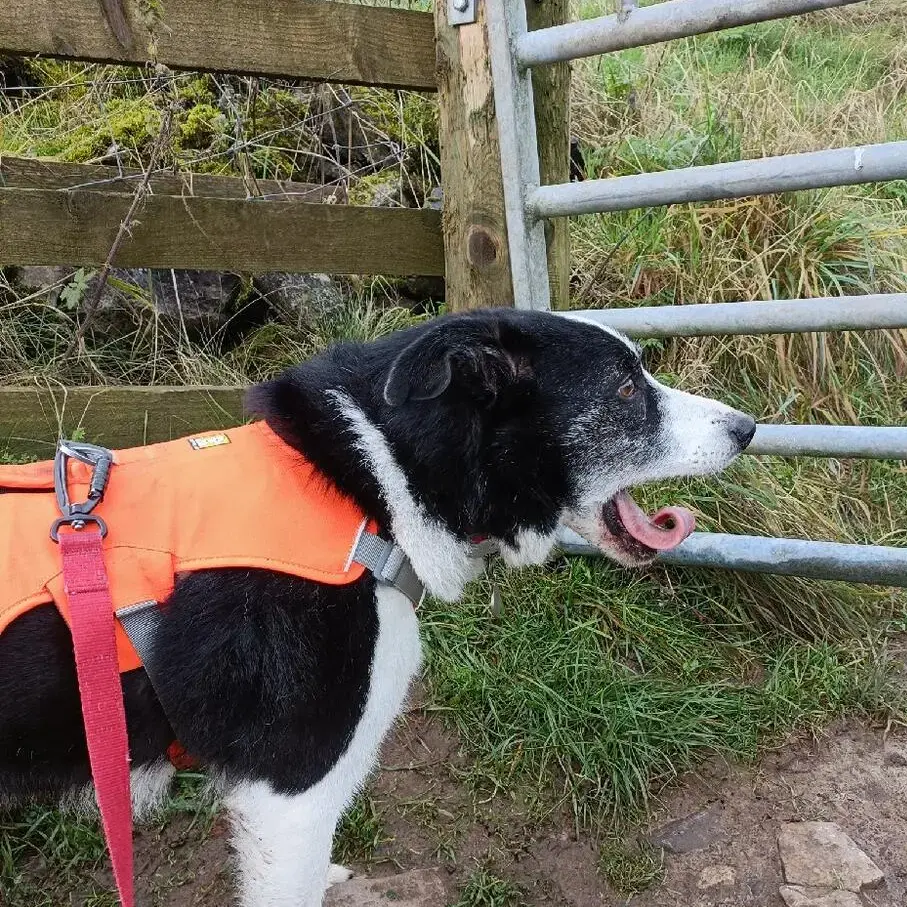 Border Collie