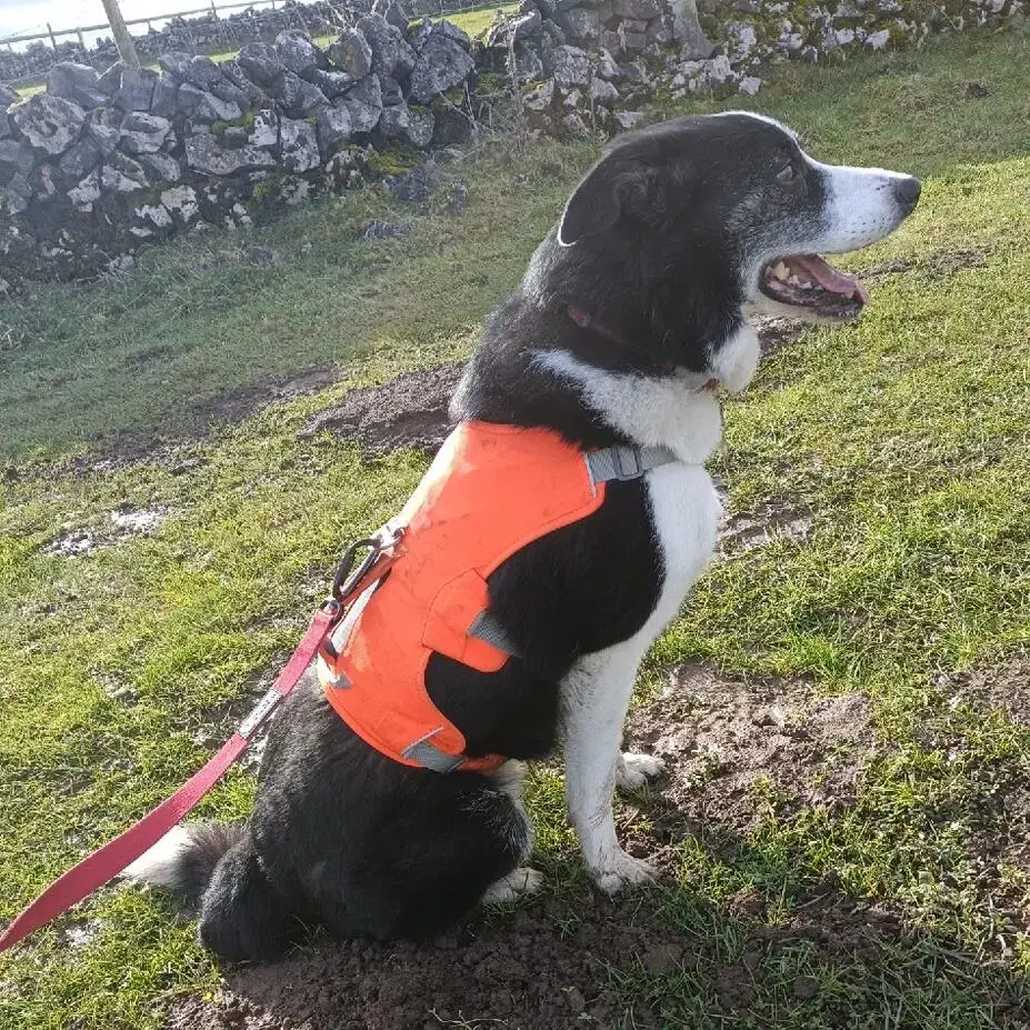 Border Collie