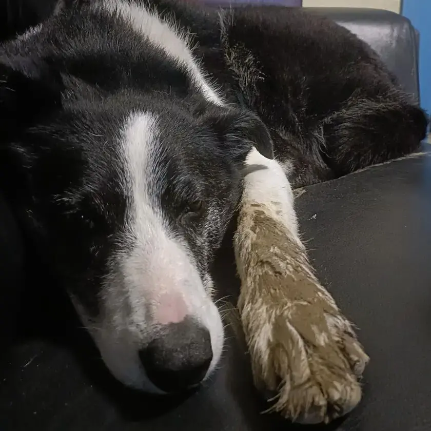 Border Collie