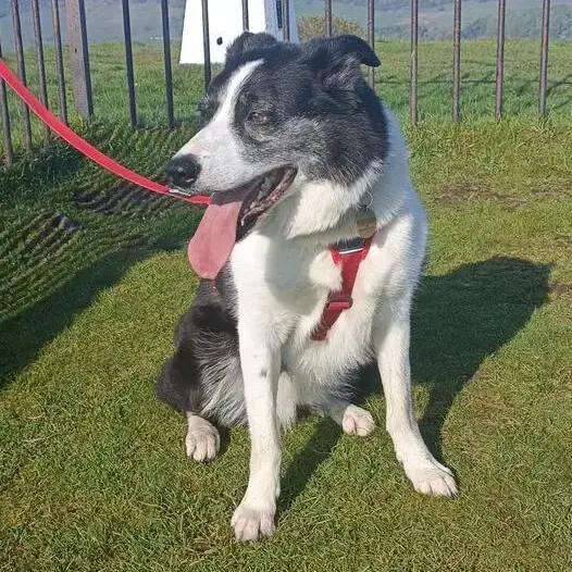 Border Collie