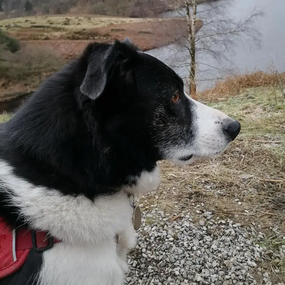 Border Collie