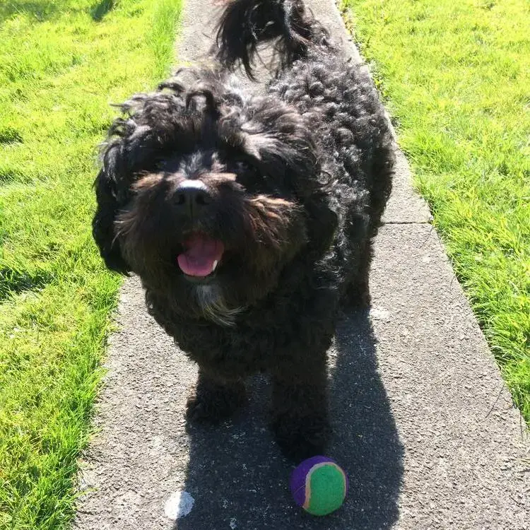 Cavapoo