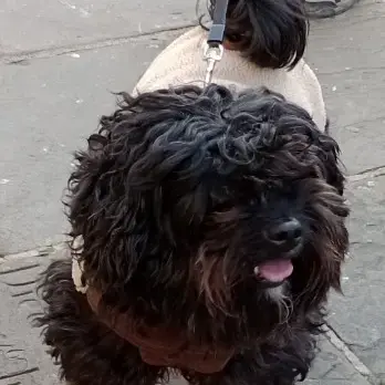 Cavapoo
