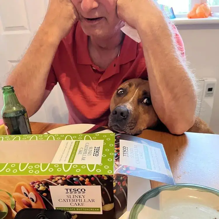 Staffordshire Bull Terrier