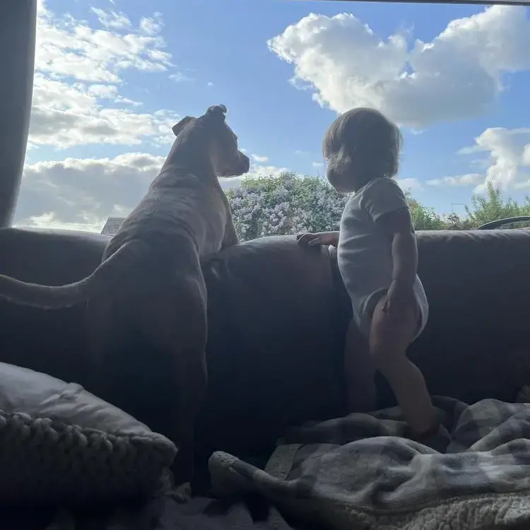 Staffordshire Bull Terrier