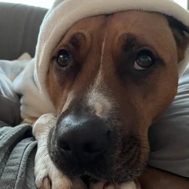 Staffordshire Bull Terrier