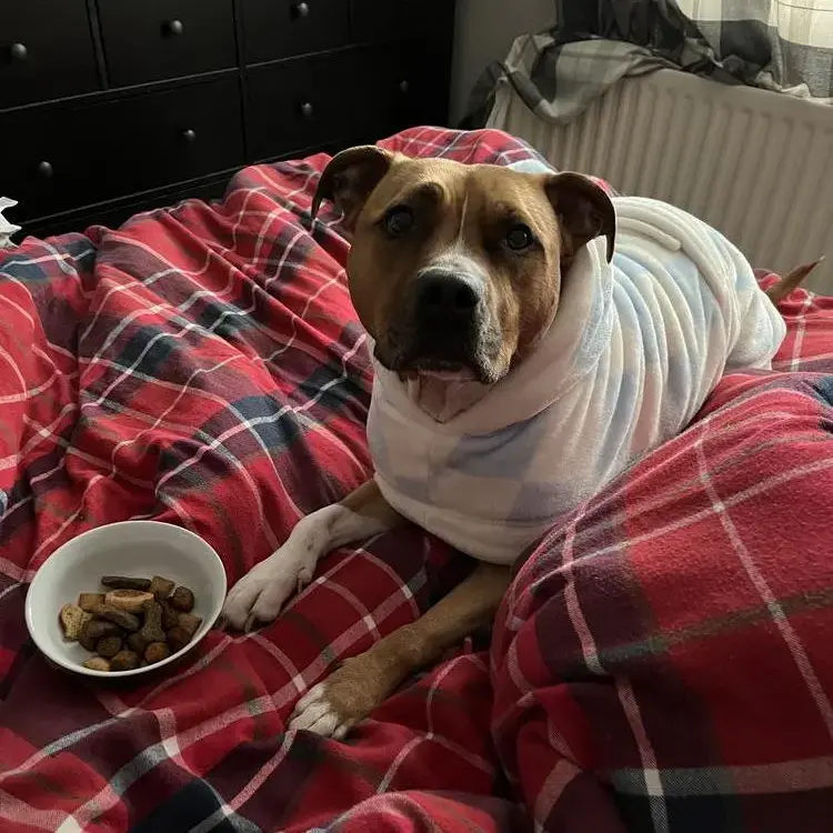 Staffordshire Bull Terrier