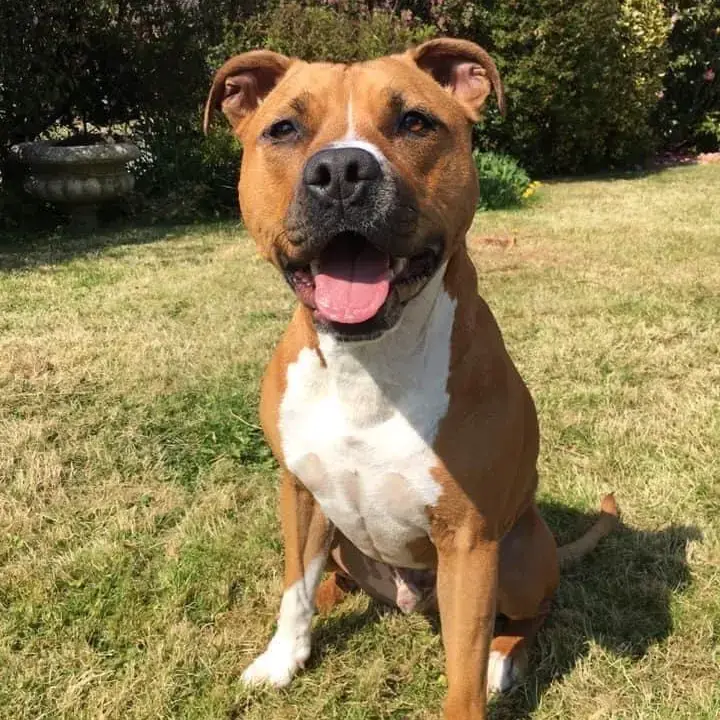 Staffordshire Bull Terrier