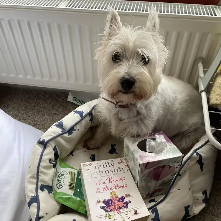 West Highland White Terrier