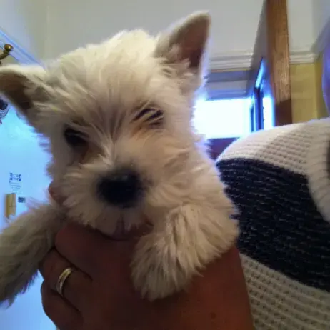 West Highland White Terrier