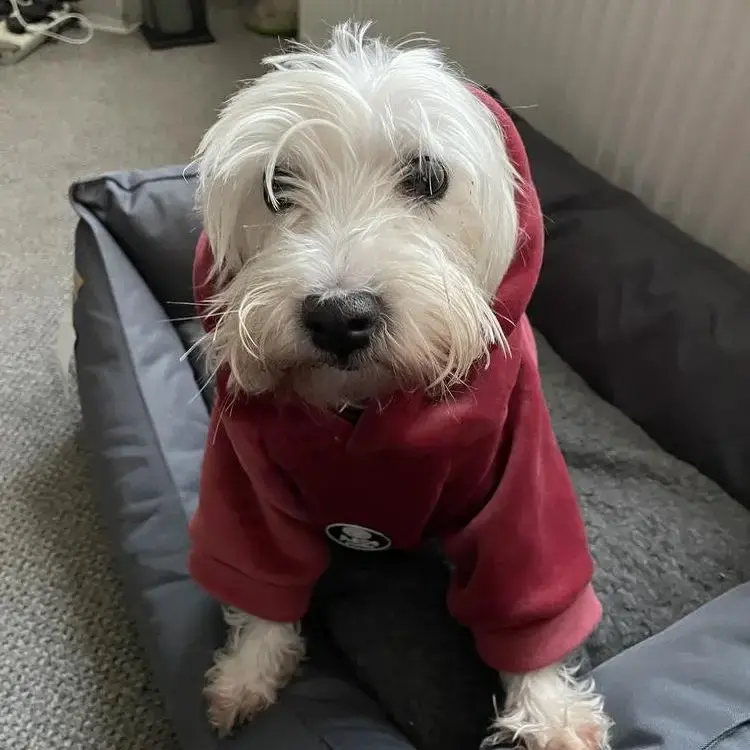West Highland White Terrier