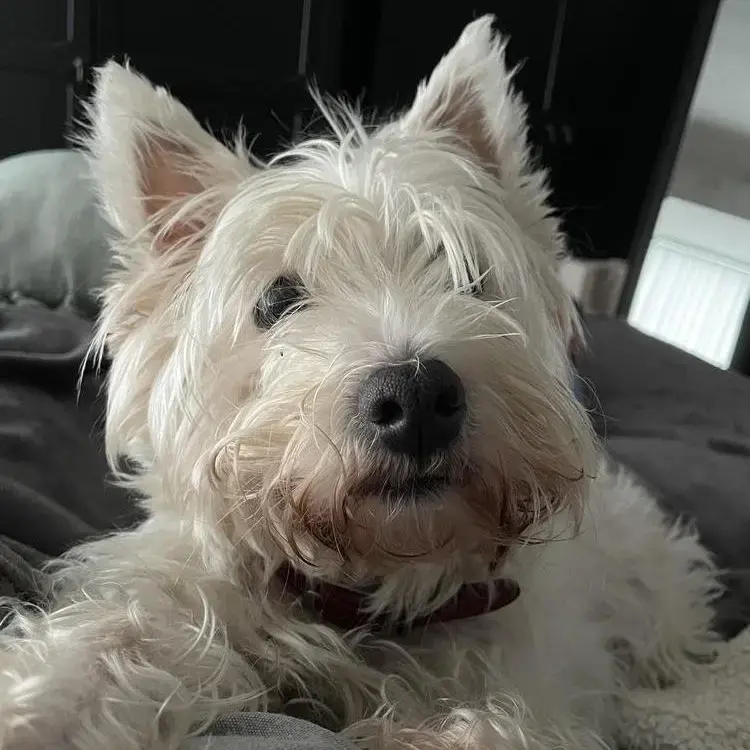 West Highland White Terrier