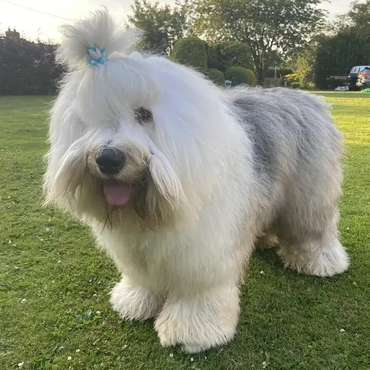 Old English Sheepdog