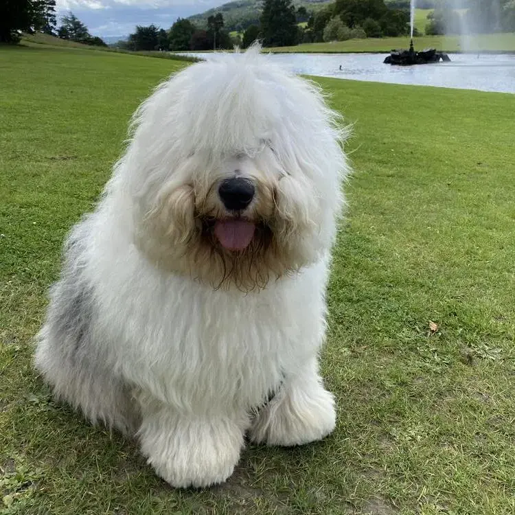 Old English Sheepdog