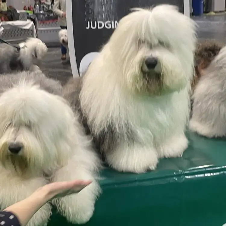 Old English Sheepdog