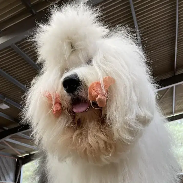 Old English Sheepdog