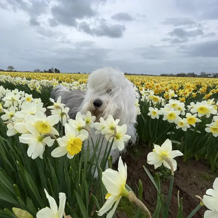 Old English Sheepdog