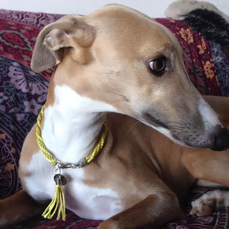 Whippet