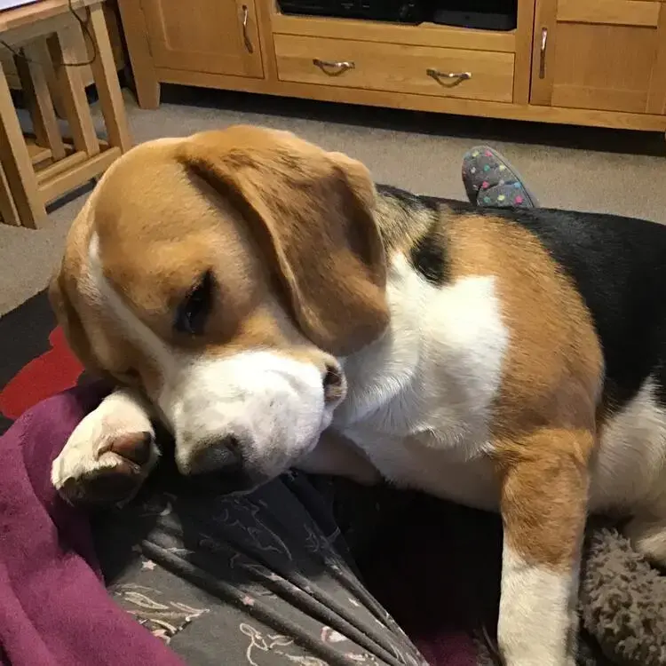 Beagle