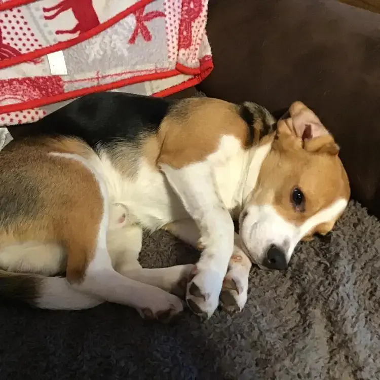 Beagle