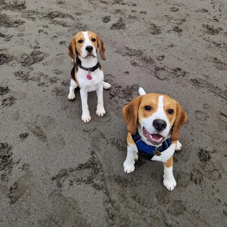 Beagle