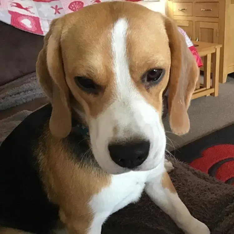 Beagle