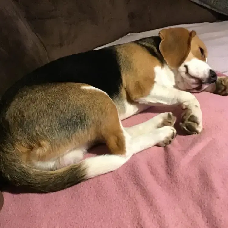 Beagle