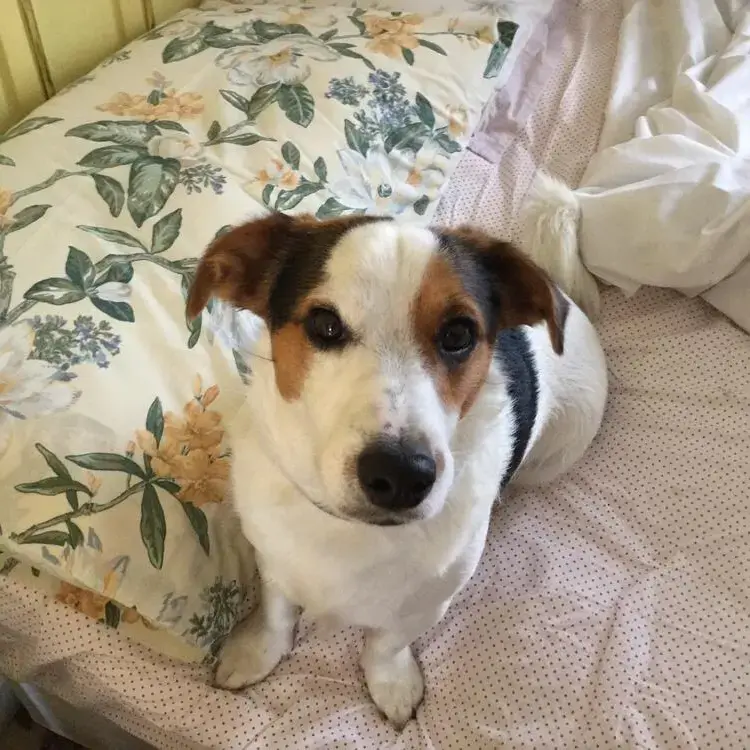 Jack Russell Terrier