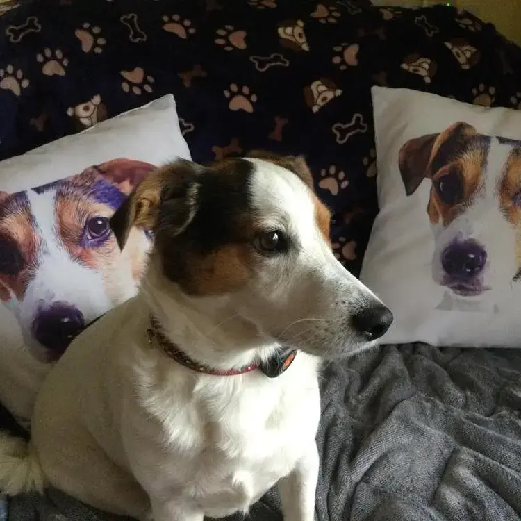 Jack Russell Terrier