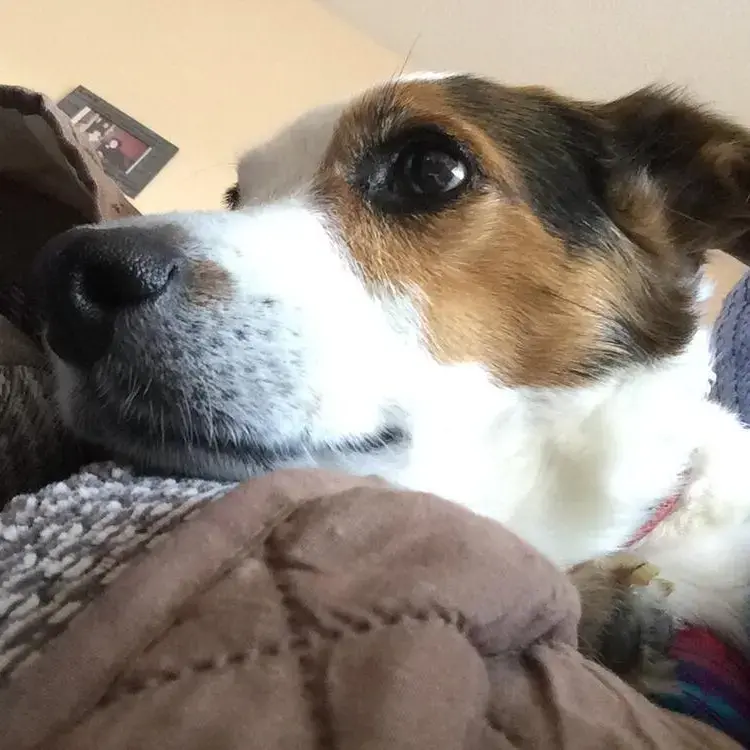 Jack Russell Terrier