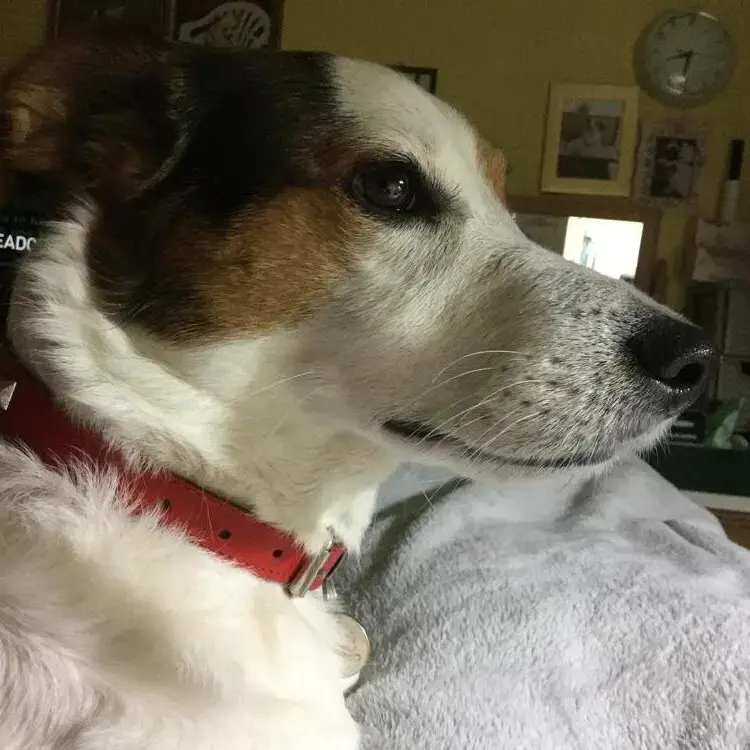 Jack Russell Terrier