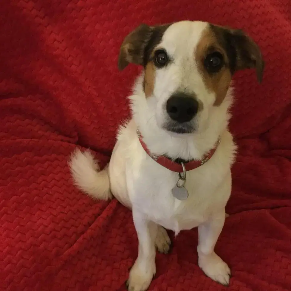 Jack Russell Terrier